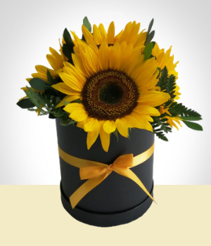 Flores a Per Box de Girasoles